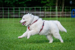 20220904_0956_Samojede_7714